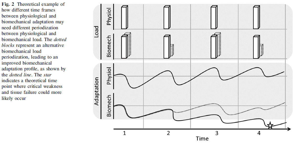 Theoretical example of how different time frames between physiological and biomechanical adaptation may need different periodization between physiological and biomechanical load.